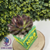 photo produit (28) Boite Crash Bandiccot
