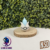 #077S Ponyta #077 Ponyta Ball
